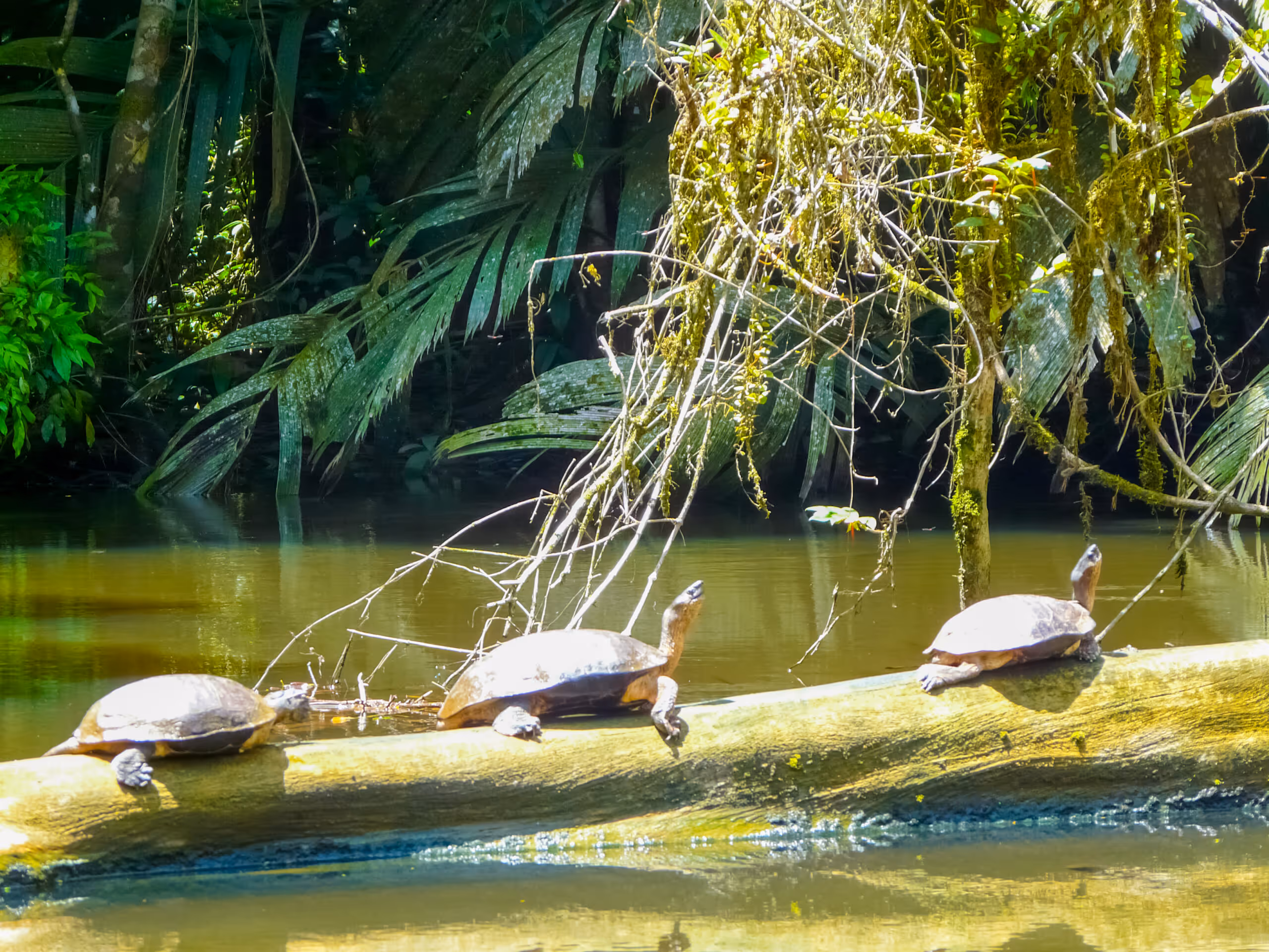 Limon, Costa Rica: Adventures & Wonders