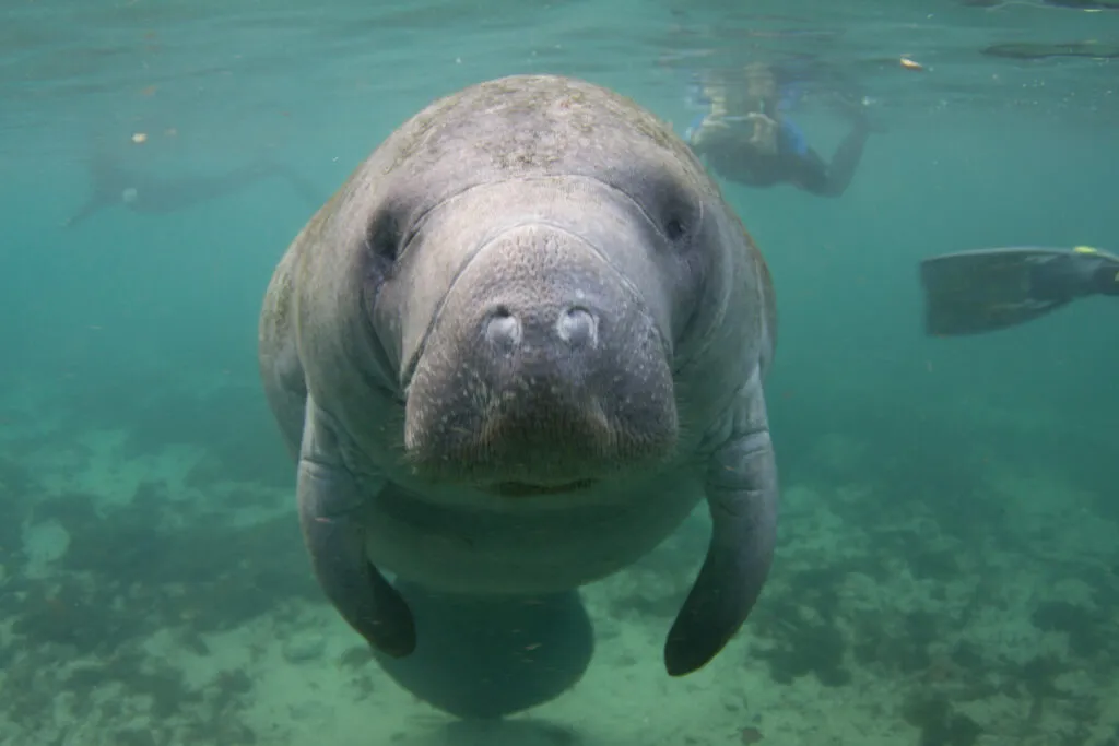Manatee Underwater, Fort Myers, Florida