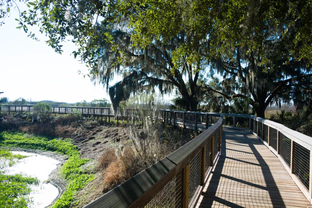 Boardwalk at Paynes Prairie State Park in Gainesville, Florida.
