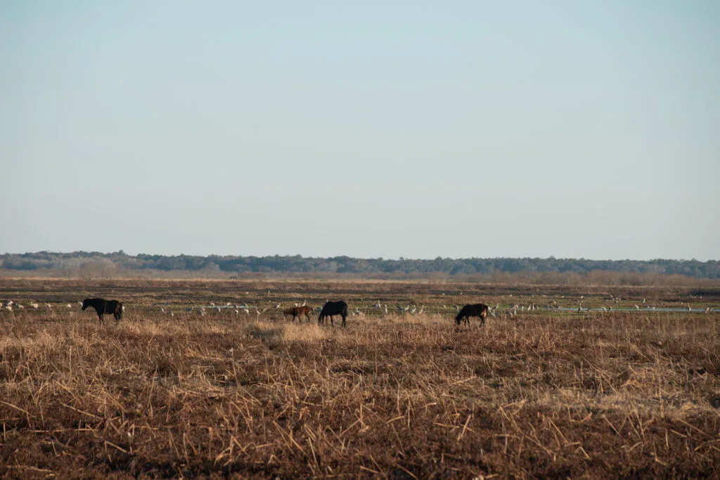 Horses in Paynes Prairie - Gainesville, Florida