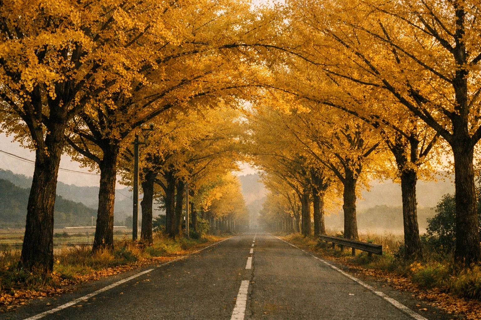 Early-morning view of Hirokawa's golden ginkgo tunnel along Yellow Spring Road, empty road bathed in warm autumn light