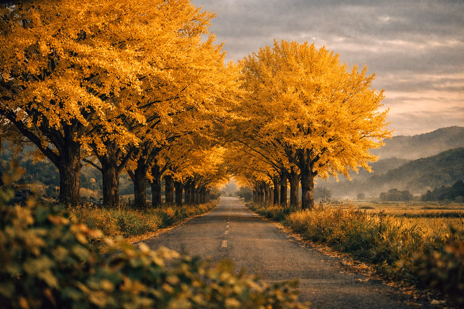 Hirokawa's golden ginkgo tunnel at dawn, a long aisle of amber leaves over a quiet rural road